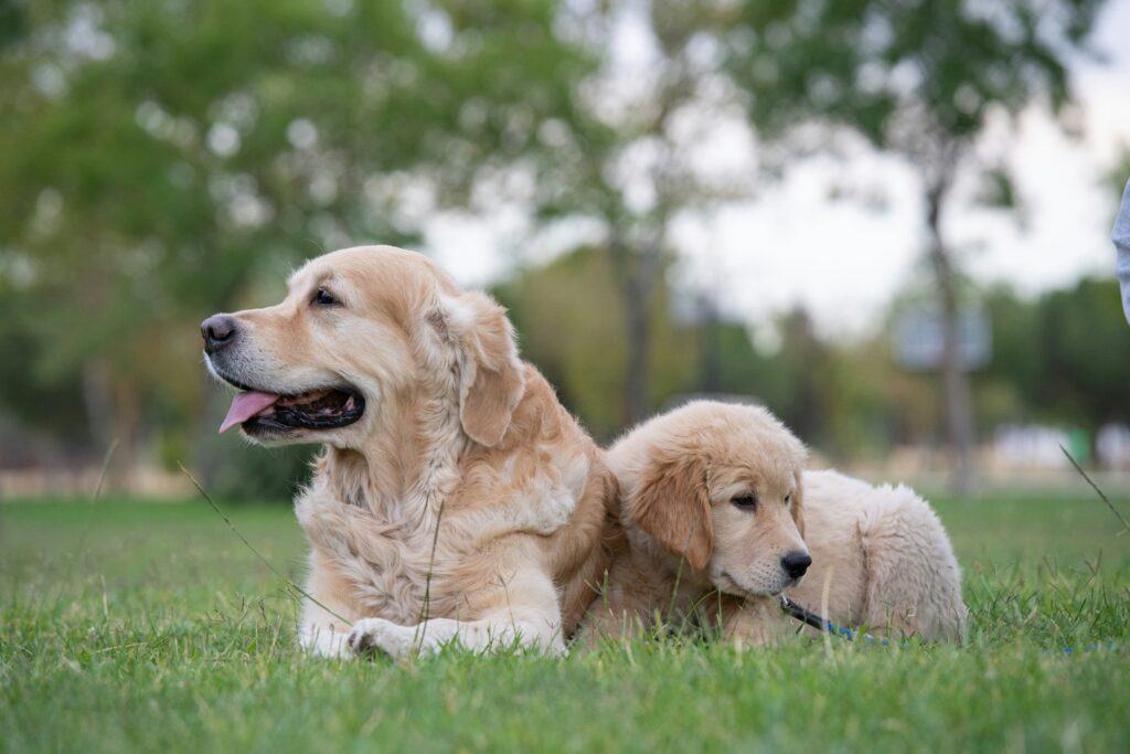 犬のライフステージ別タンパク質要求量